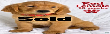 Red Purebred