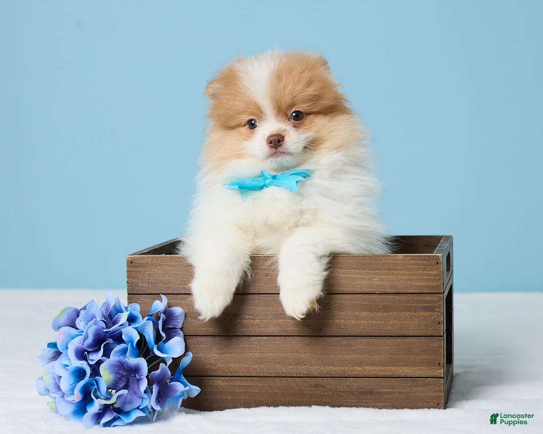 Pomeranian dogs for sale: Freddy - Ad 1