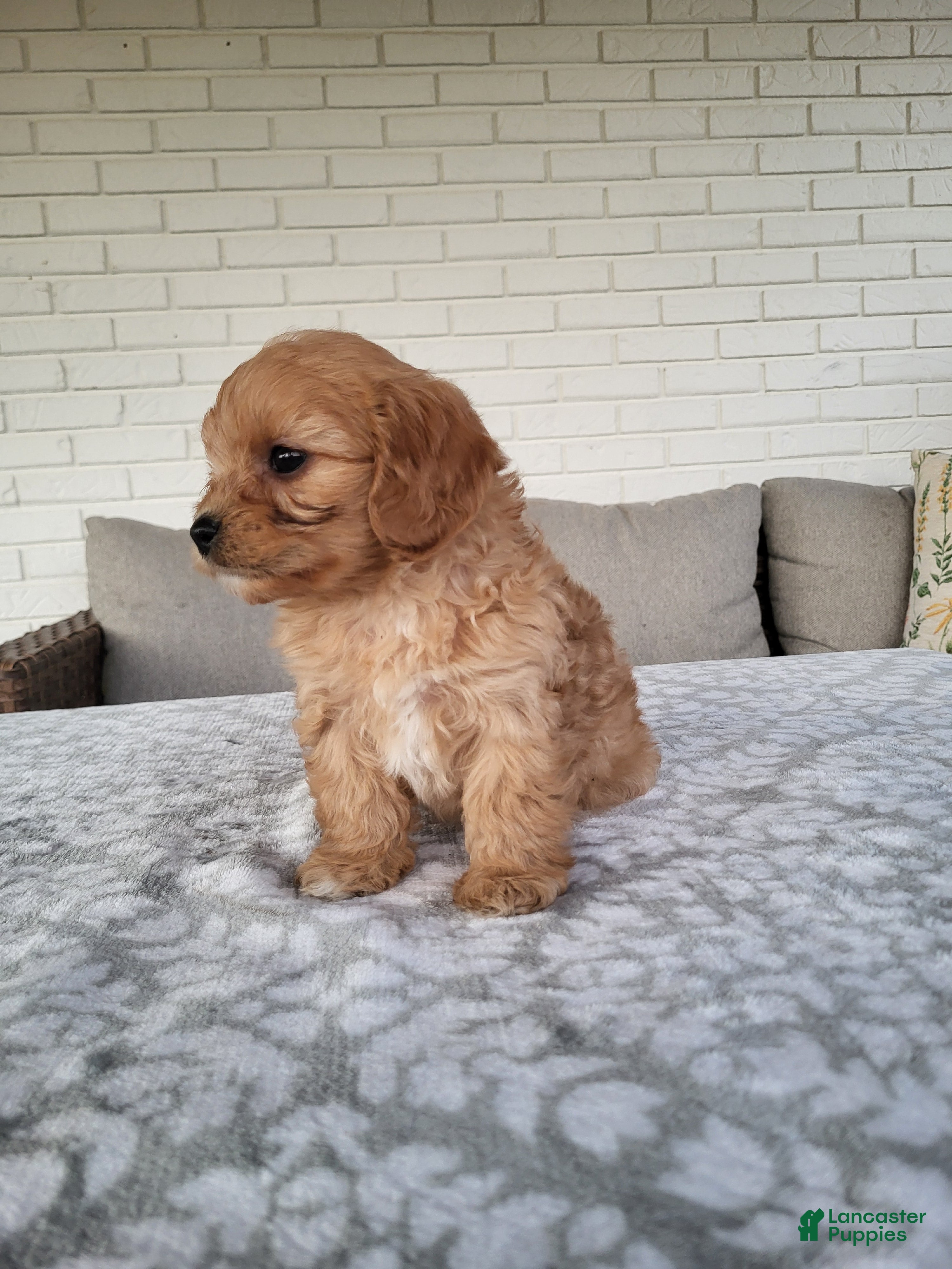 Cavapoo dogs for sale: Knox - Ad 3
