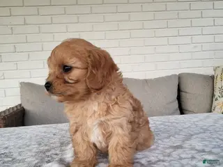 Cavapoo dogs for sale: Knox - Ad 3