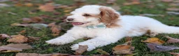 Mini Goldendoodle dogs for sale: Buddy - Ad 2