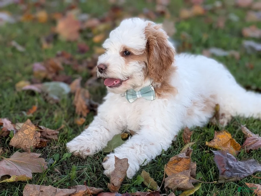 Mini Goldendoodle dogs for sale: Buddy - Ad 2