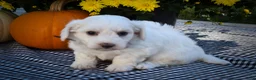 Maltese dogs for sale: Darling🩷 - Ad 8