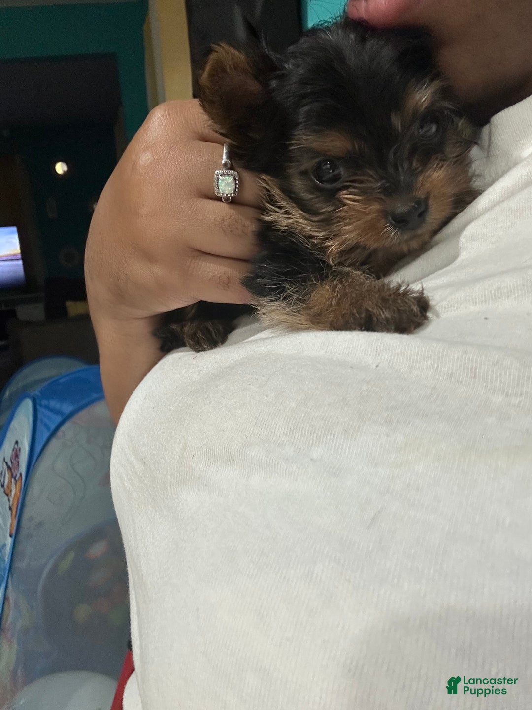 Yorkshire Terrier dogs for sale: Ten - Ad 3