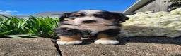 Bernese Mountain Dog dogs for sale: Charlie  - Ad 3