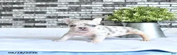 French Bulldog dogs for sale: Lettie - Ad 4