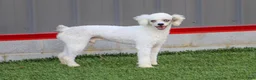 Cavapoo dogs for sale: Ingrid - Ad 7