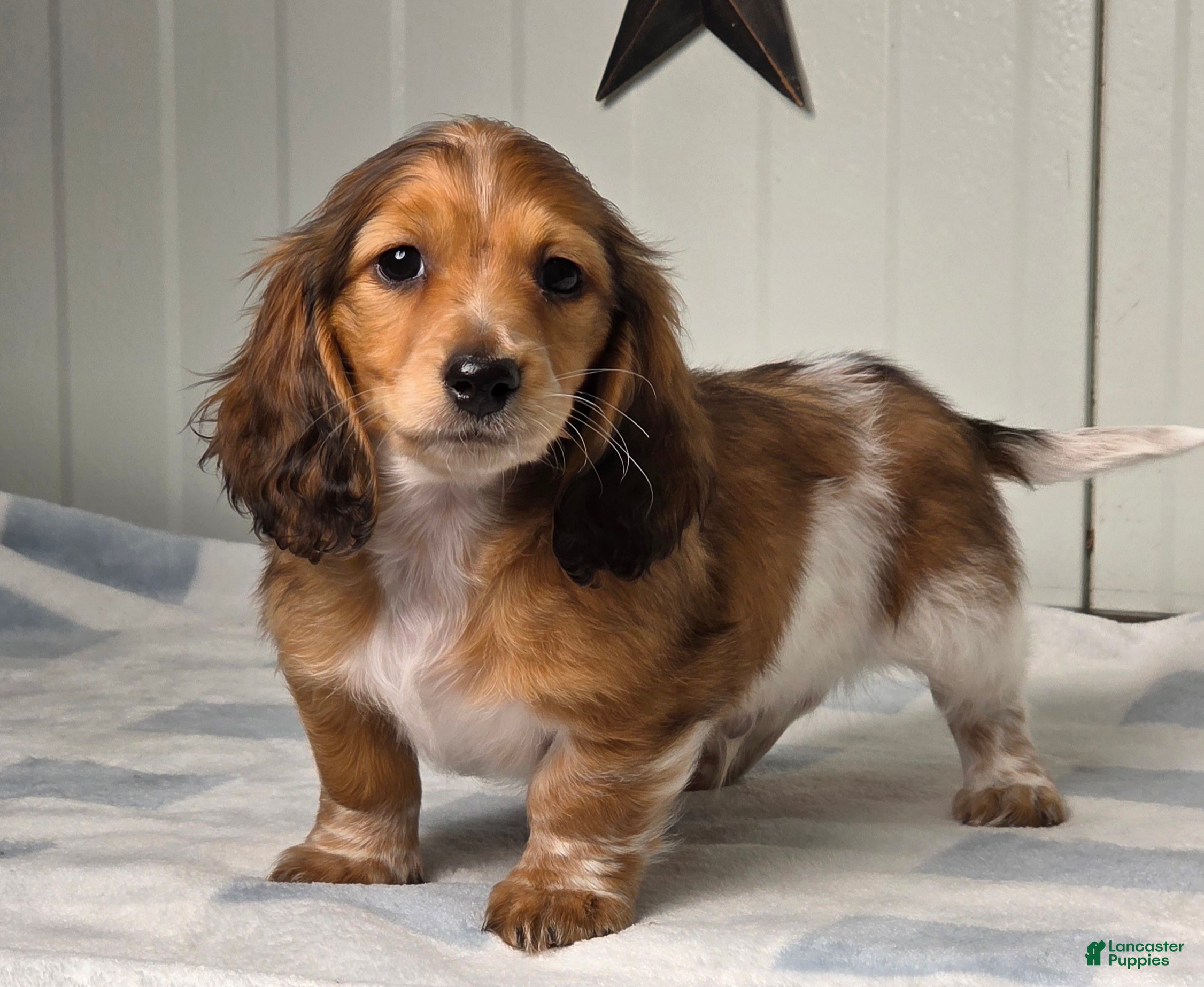Dachshund dogs for sale: Cody - Ad 1