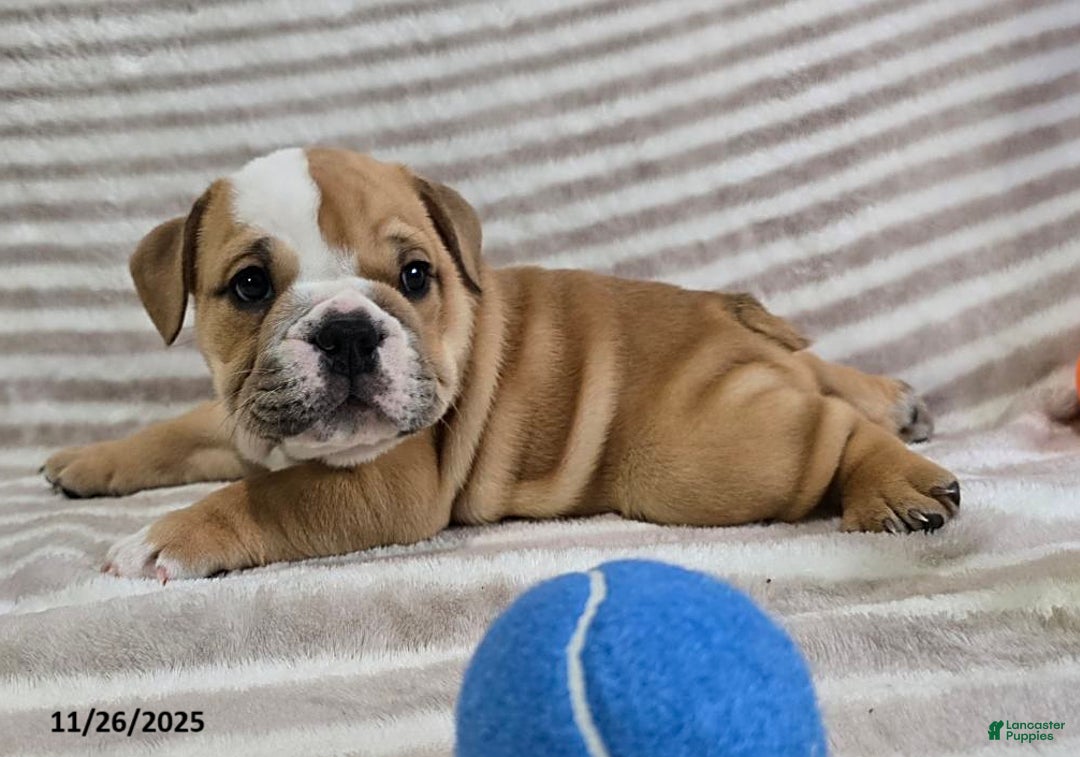 English Bulldog dogs for sale: Bear - Ad 8