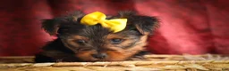 Yorkshire Terrier dogs for sale: DIESEL - Ad 9