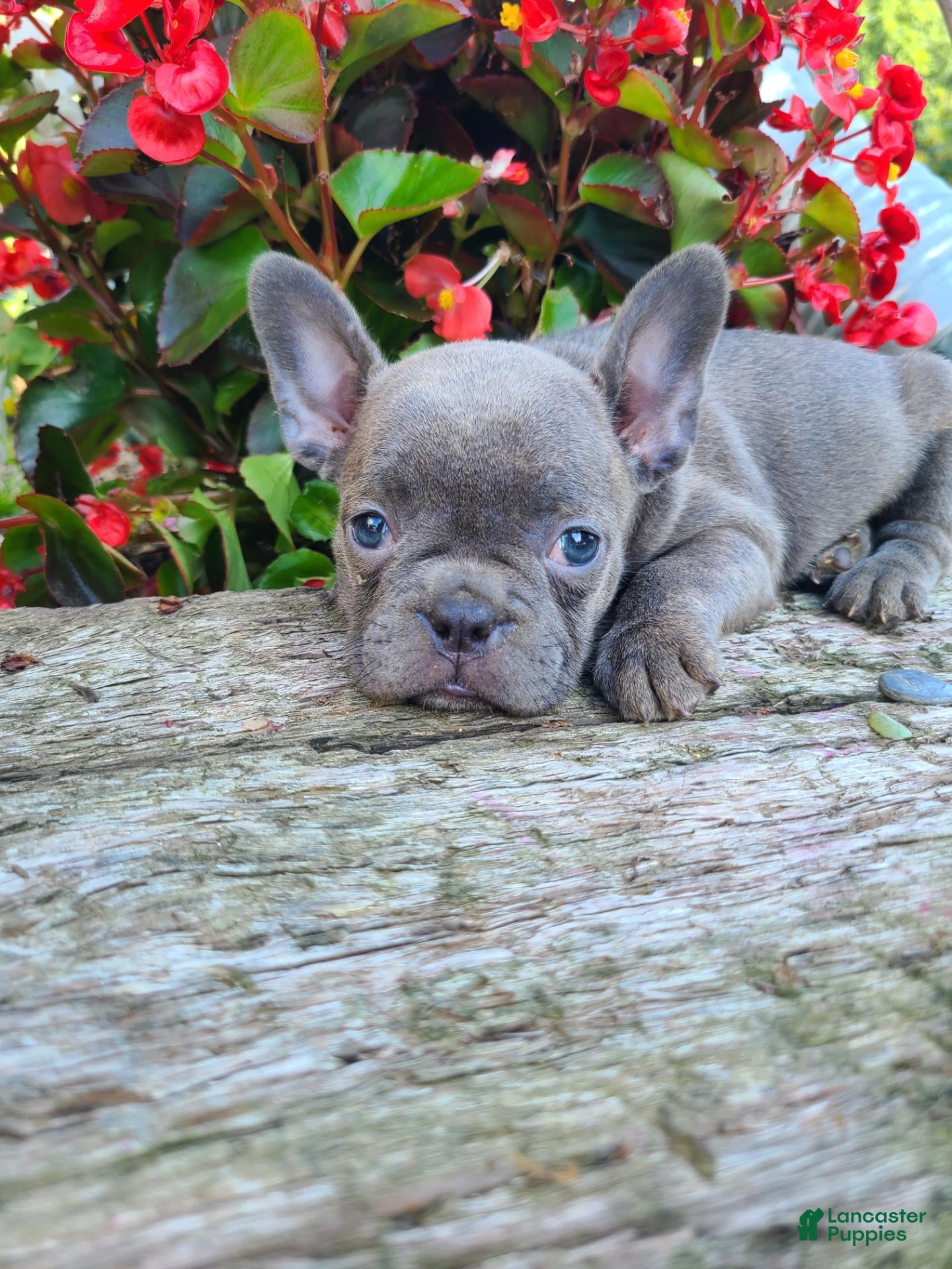 Frenchton dogs Macy - Ad 1