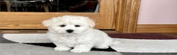 Coton De Tulear dogs for sale: Rodney - Ad 3