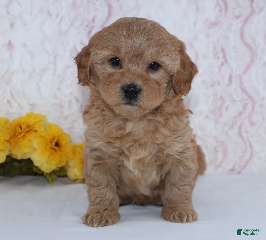 Mini Goldendoodle dogs for sale: Conley - Ad 2