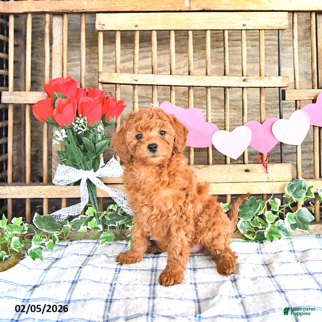 Mini Goldendoodle dogs for sale: Shelly - Ad 4