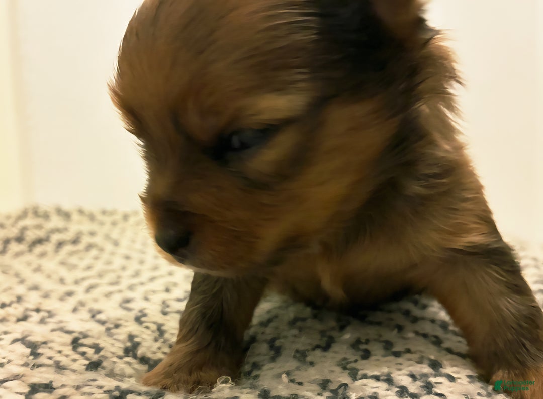 Mixed Breed dogs for sale: Handsome - Ad 2