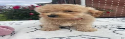 Yorkiepoo dogs for sale: Kenny - Ad 4