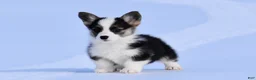 Welsh Corgi Pembroke dogs for sale: Welsh Corgi Pembroke Puppy 4 - Ad 2