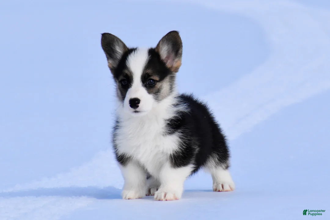 Welsh Corgi Pembroke dogs for sale: Welsh Corgi Pembroke Puppy 4 - Ad 2