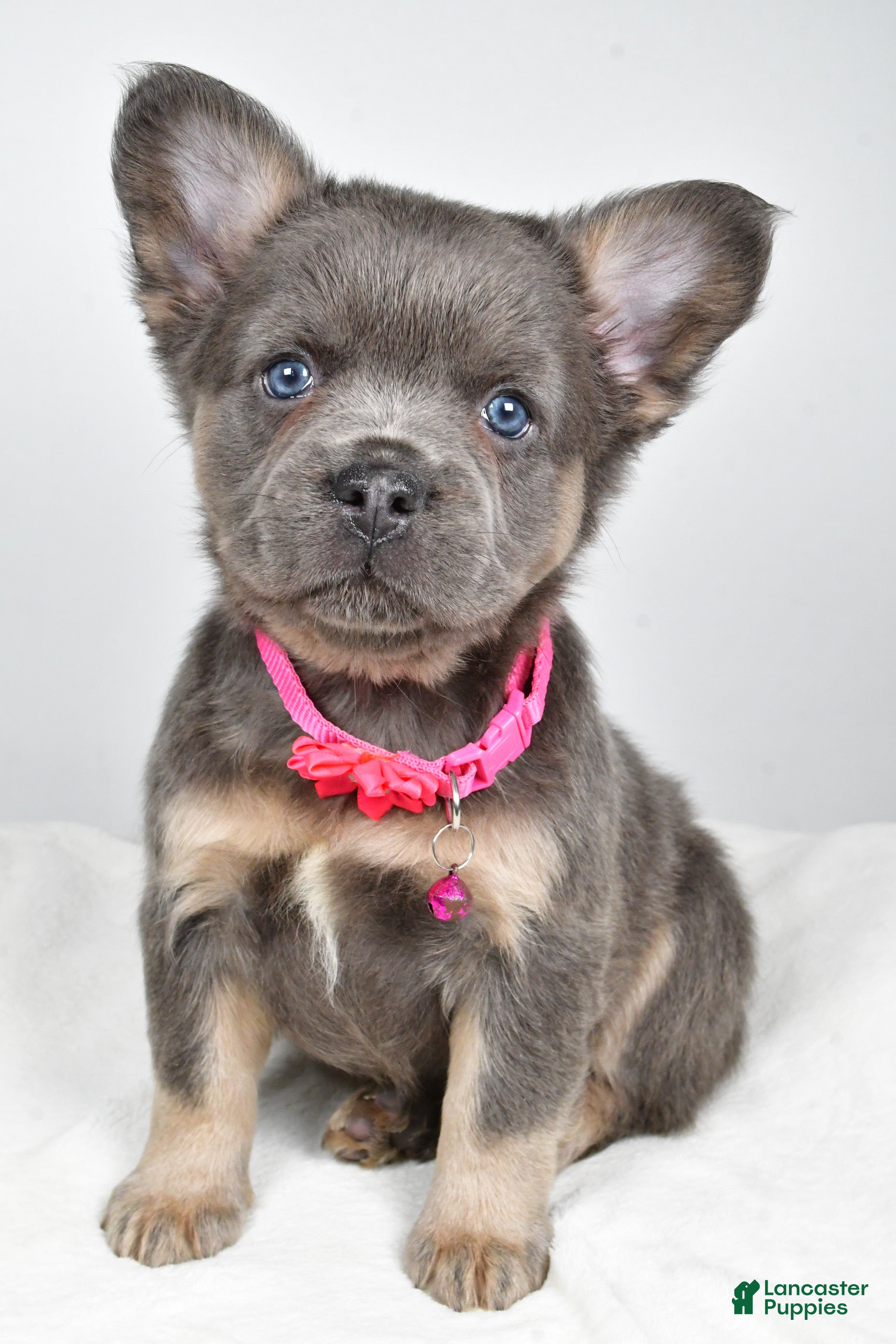 French Bulldog dogs Brianna - Ad 41