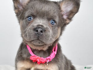 French Bulldog dogs Brianna - Ad 11