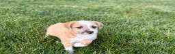 Mixed Breed dogs for sale: Italian greyhound/Havanese Cory  - Ad 9