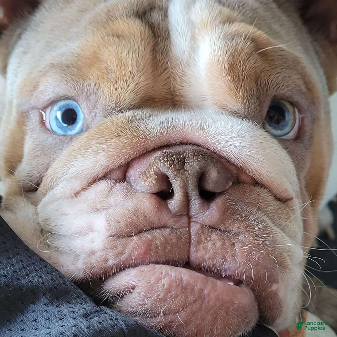 Gallery Image {{count}}