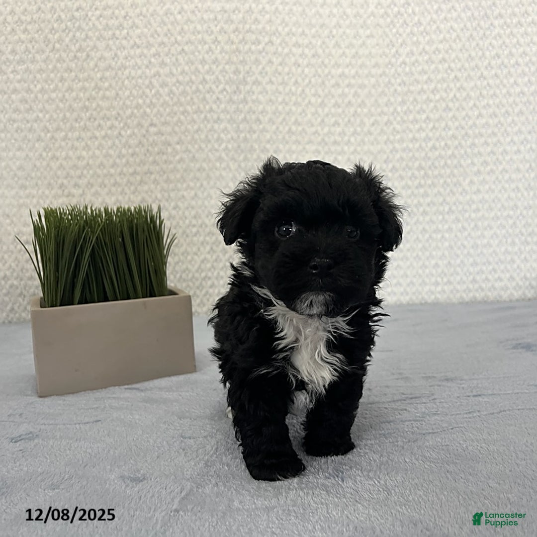 Havapoo dogs for sale: Baxter - Ad 1