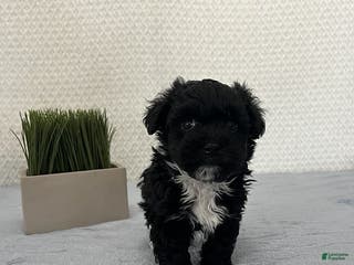 Havapoo dogs Baxter - Ad 37