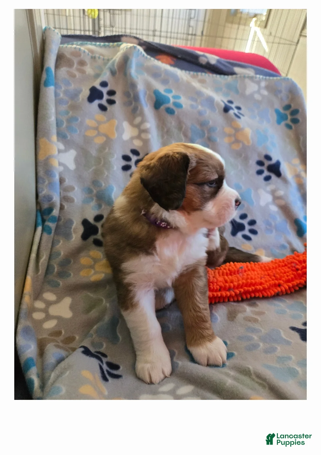 Mixed Breed dogs for sale: Princess - Ad 11