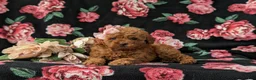 Miniature Poodle dogs for sale: Shena AKC Registered - Ad 5