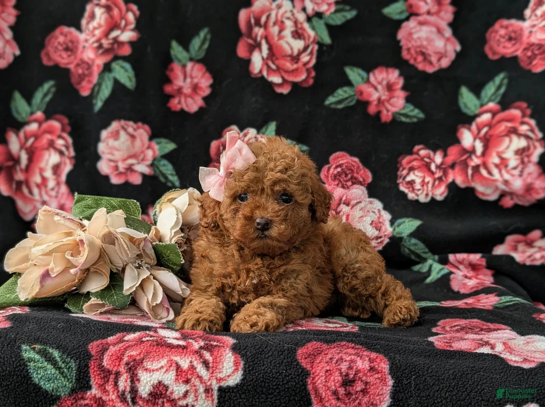 Miniature Poodle dogs for sale: Shena AKC Registered - Ad 5