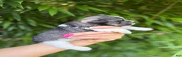 Miniature Schnauzer dogs for sale: Miniature Schnauzer 1 - Ad 2