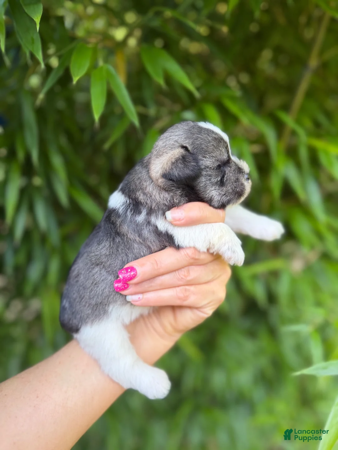 Miniature Schnauzer dogs for sale: Miniature Schnauzer 1 - Ad 2