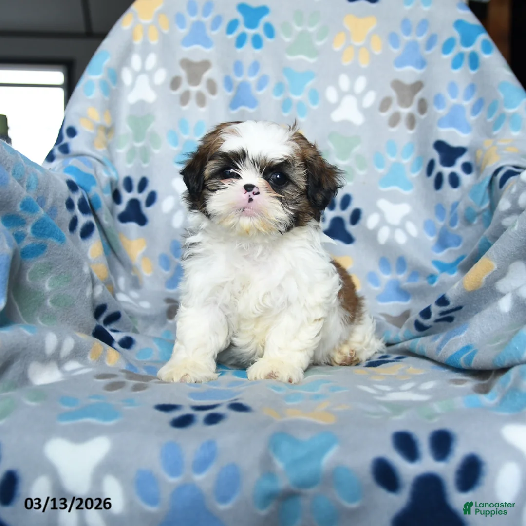 Shih Tzu dogs for sale: Waddles - Ad 2