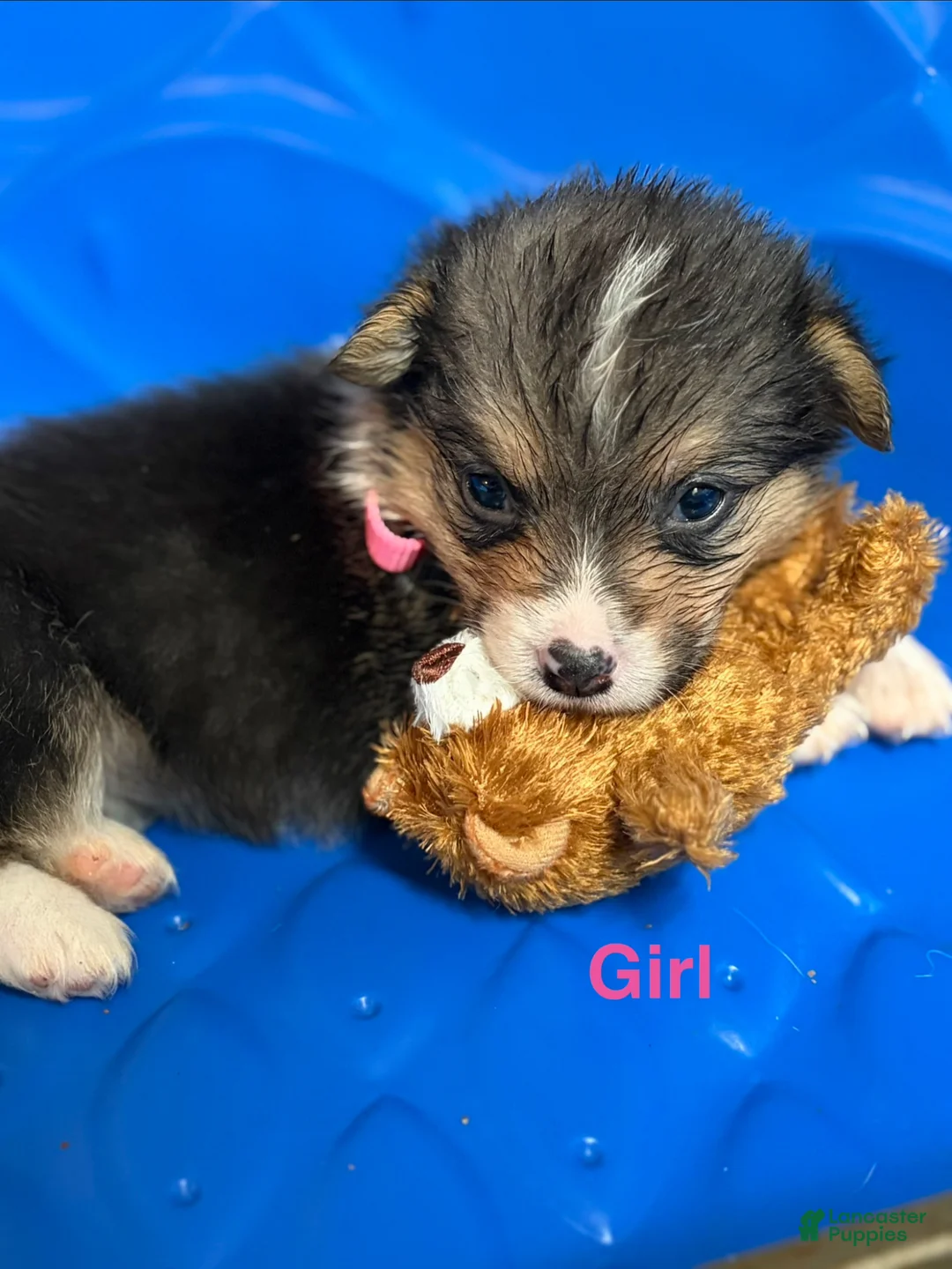 Welsh Corgi Pembroke dogs for sale: Zara - Ad 1