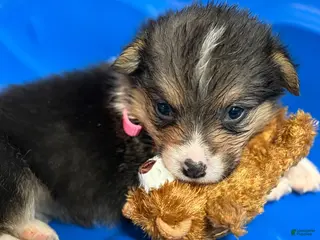 Welsh Corgi Pembroke dogs Zara - Ad 5