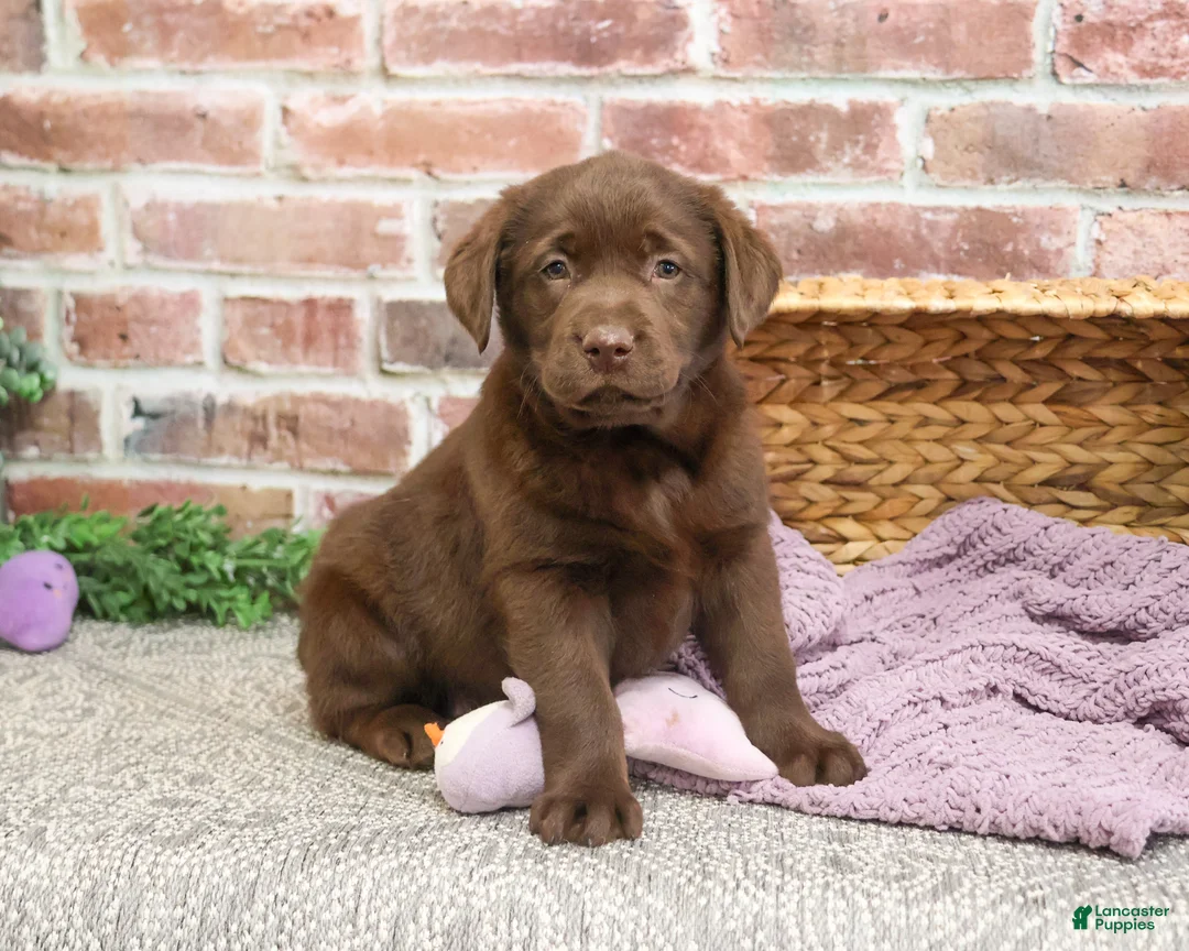 Labrador Retriever dogs for sale: Macy - Ad 2