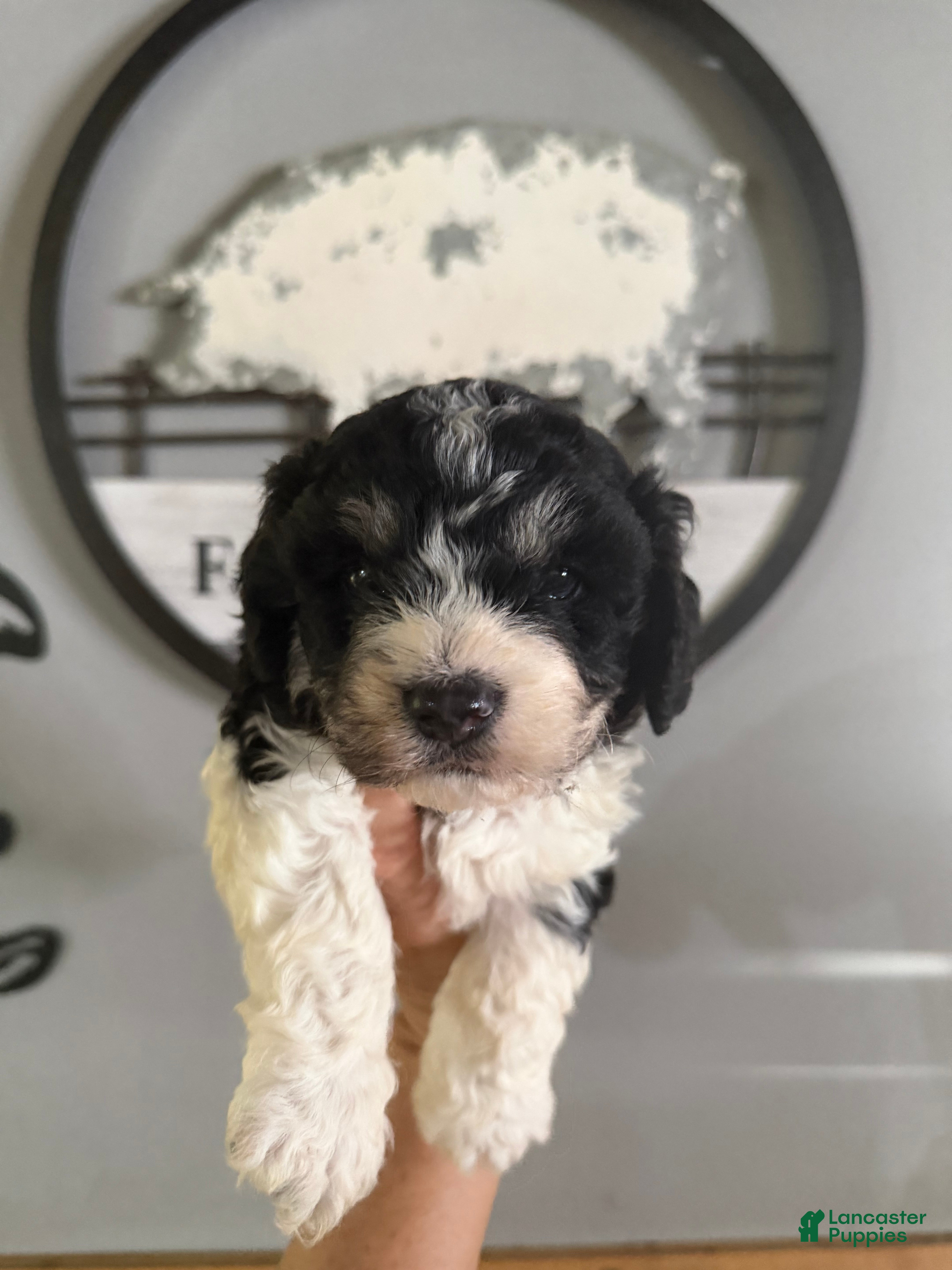 Cavachon dogs Cavachon Puppy 1 - Ad 7