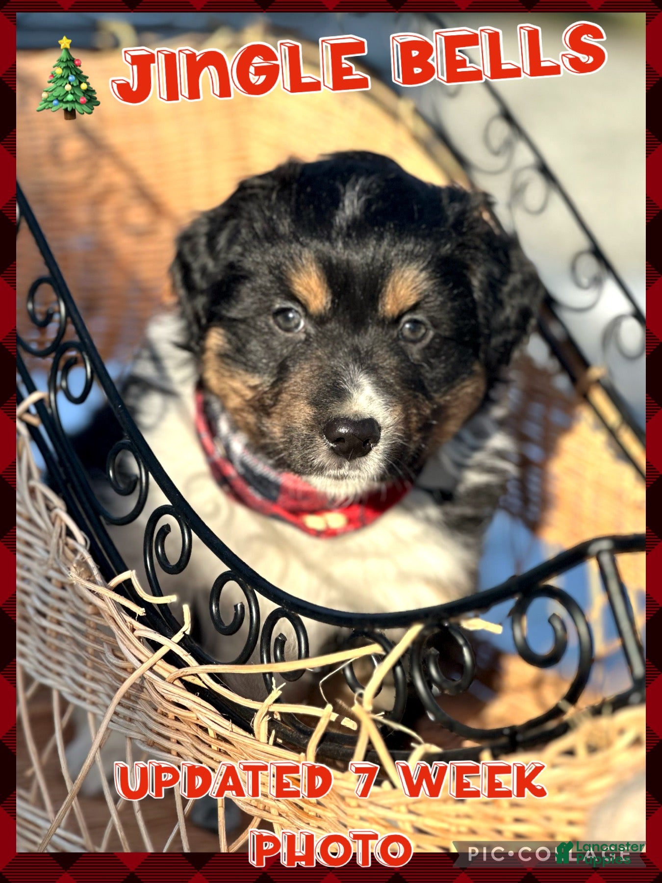 Miniature Australian Shepherd dogs Jingle Bell - Ad 33