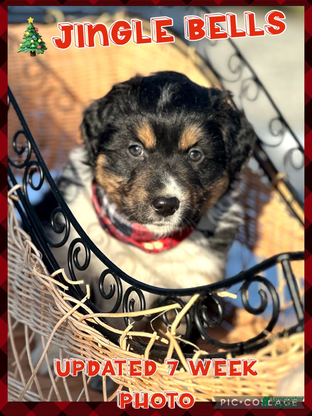 Miniature Australian Shepherd dogs for sale: Jingle Bell - Ad 1