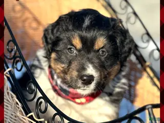 Miniature Australian Shepherd dogs Jingle Bell - Ad 23