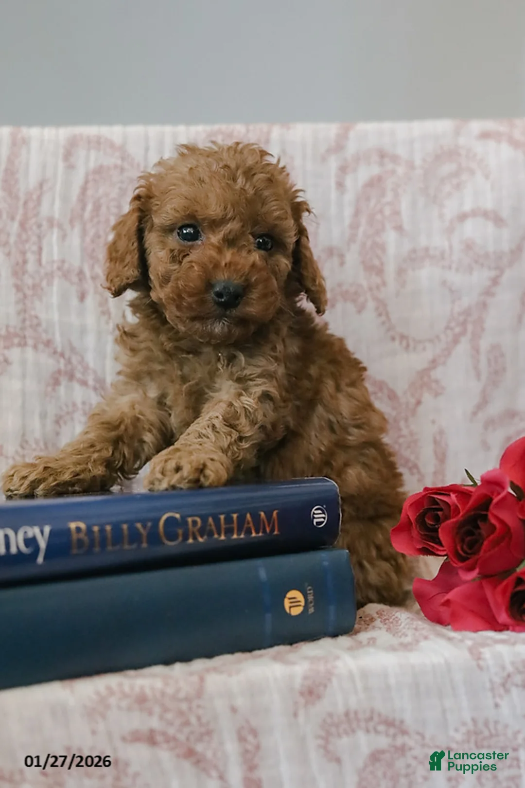 Cockapoo dogs for sale: Jadon - Ad 4