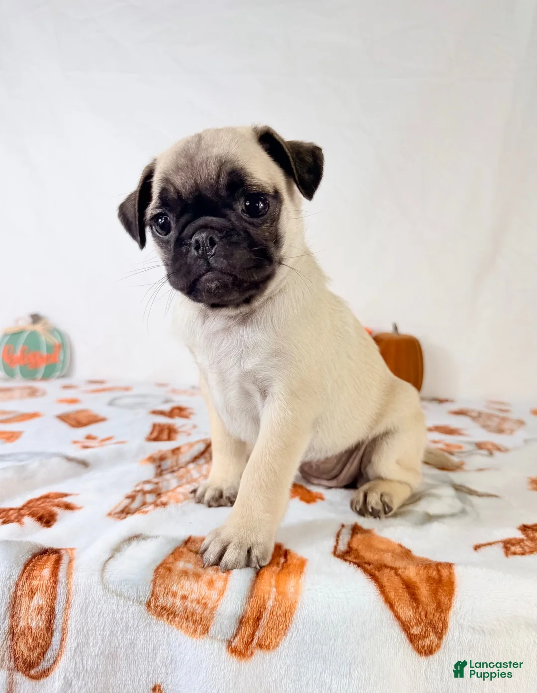 Pug dogs for sale: Paisley - Ad 2