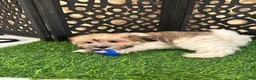 Havanese dogs for sale: Buddy Happy Male Havanese Puppy - Ad 3