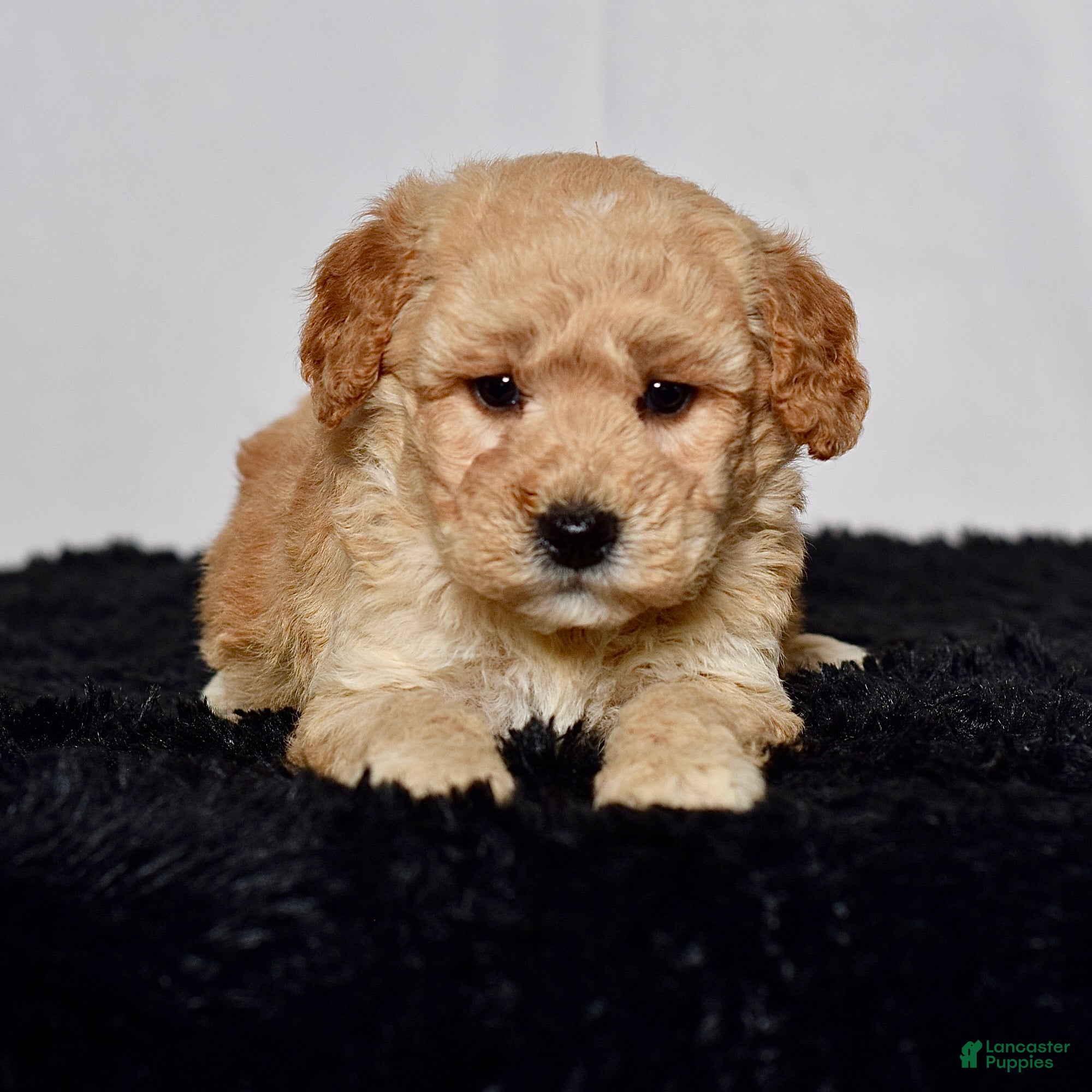 Mini Goldendoodle dogs for sale: Mr. Kane - Ad 7