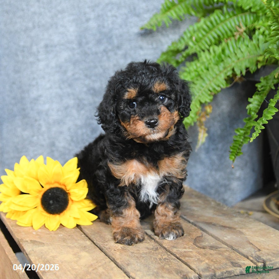 Cavachon dogs Ko Ko - Ad 1