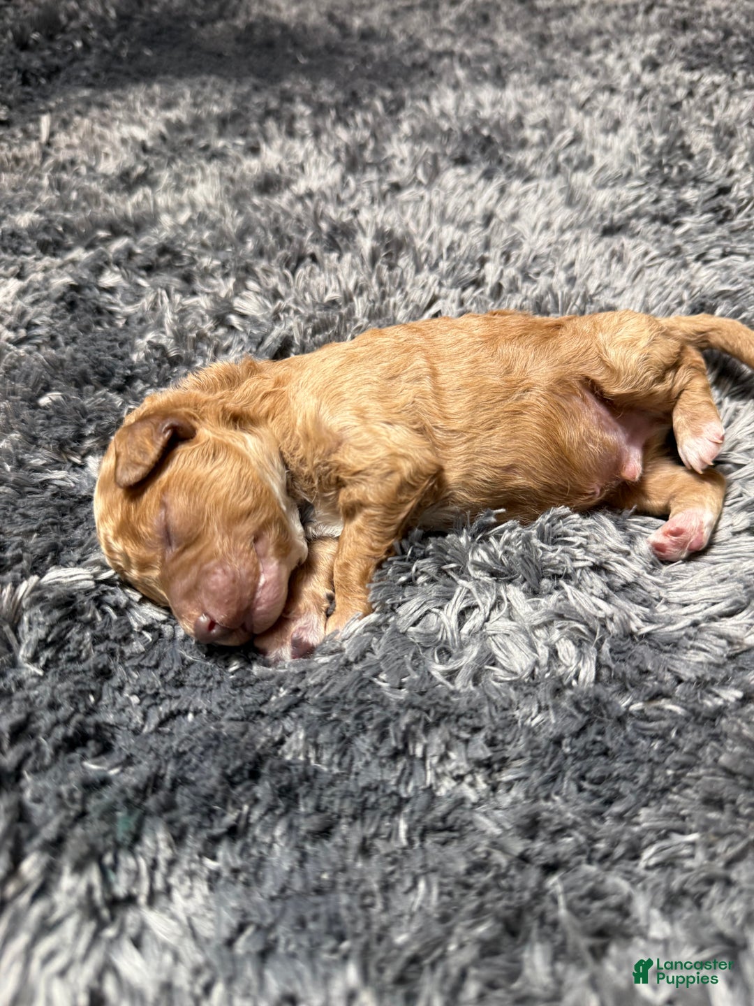 Miniature Poodle dogs for sale: Redrick - Ad 1