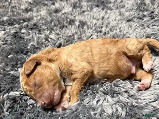 Miniature Poodle dogs Redrick - Ad 11