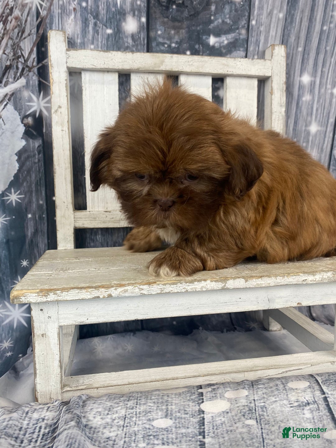 Shih Tzu dogs for sale: Pippin - Ad 14