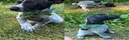 German Shorthaired Pointer dogs for sale: Scout - Ad 1